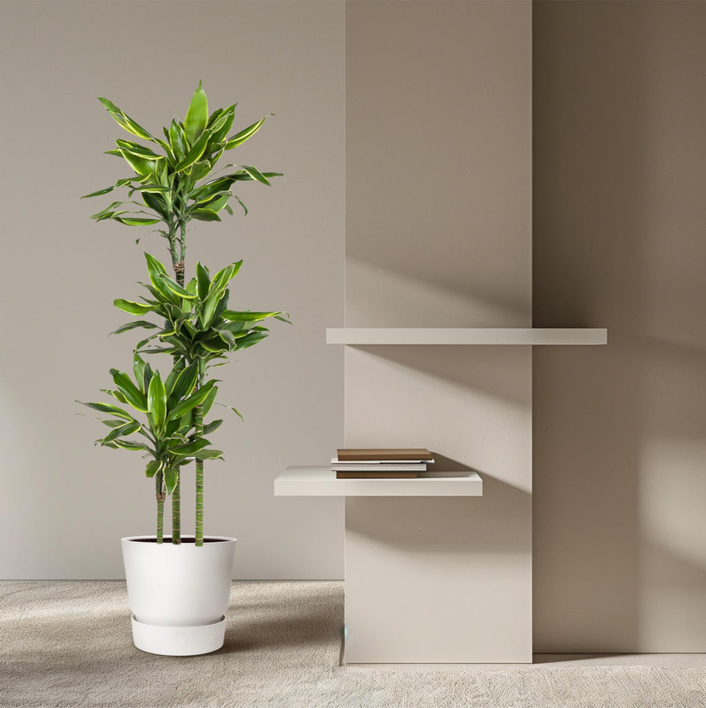 Dracaena Golden Coast (Drachenbaum) – Ø 24 cm, 150 cm hoch