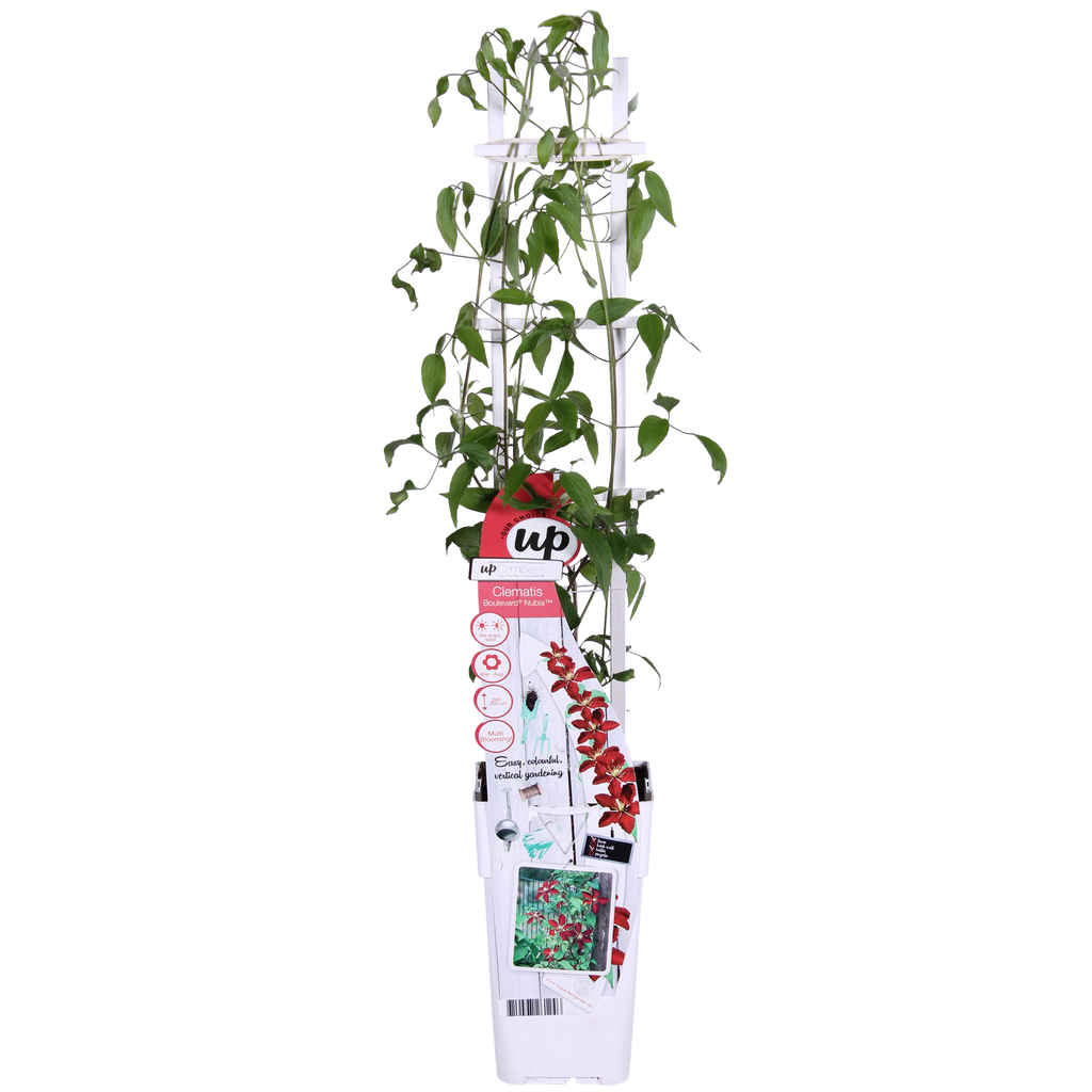 Clematis 'Nubia' (Virgin's Bower) – Ø15 cm, 65 cm high – photo 2