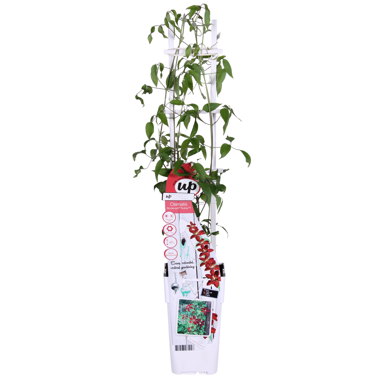 Clematis 'Nubia' (bosrank) – Ø15 cm, 65 cm hoog