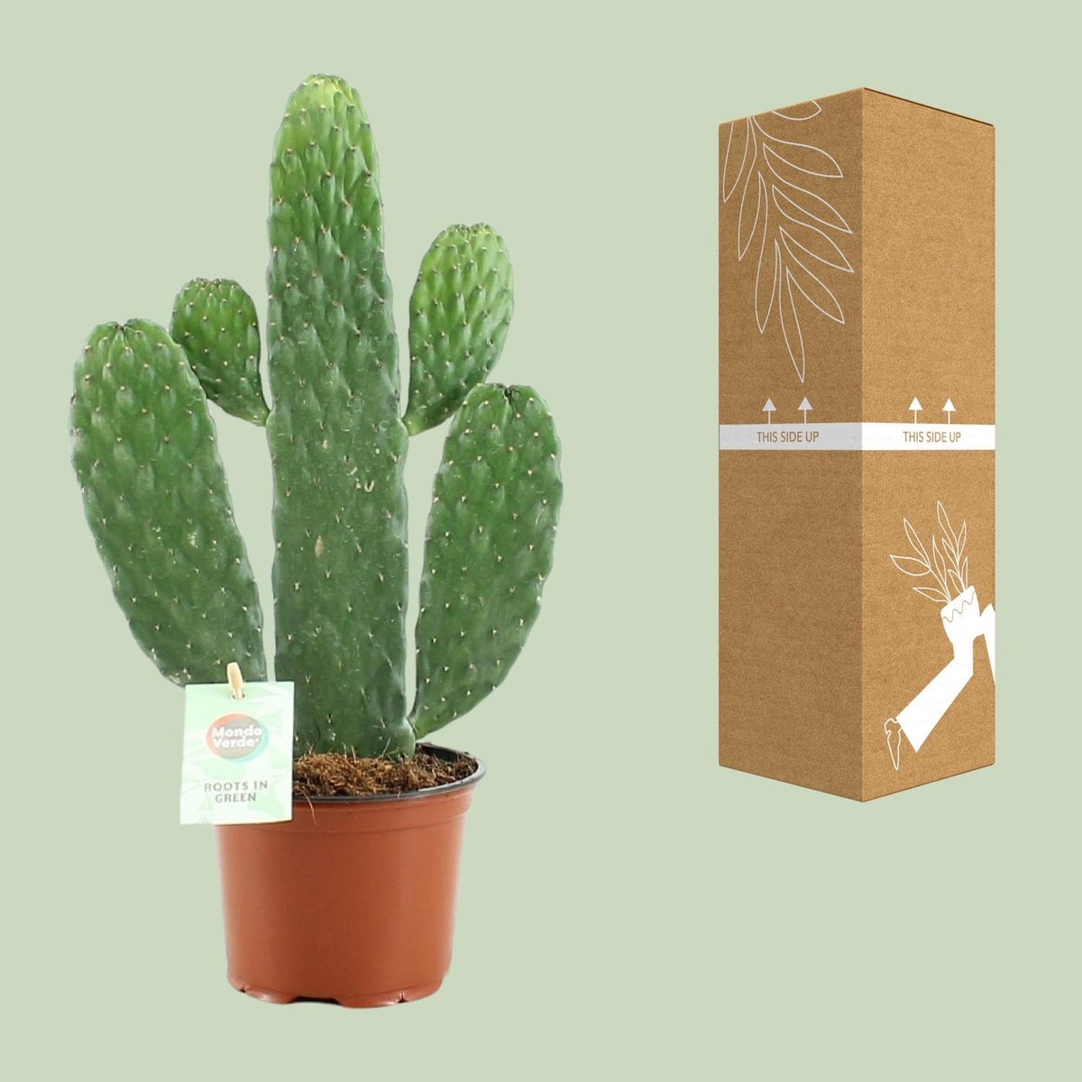 Opuntia Rubescens Consolea (schijfcactus) – Ø12 cm, 35 cm hoog