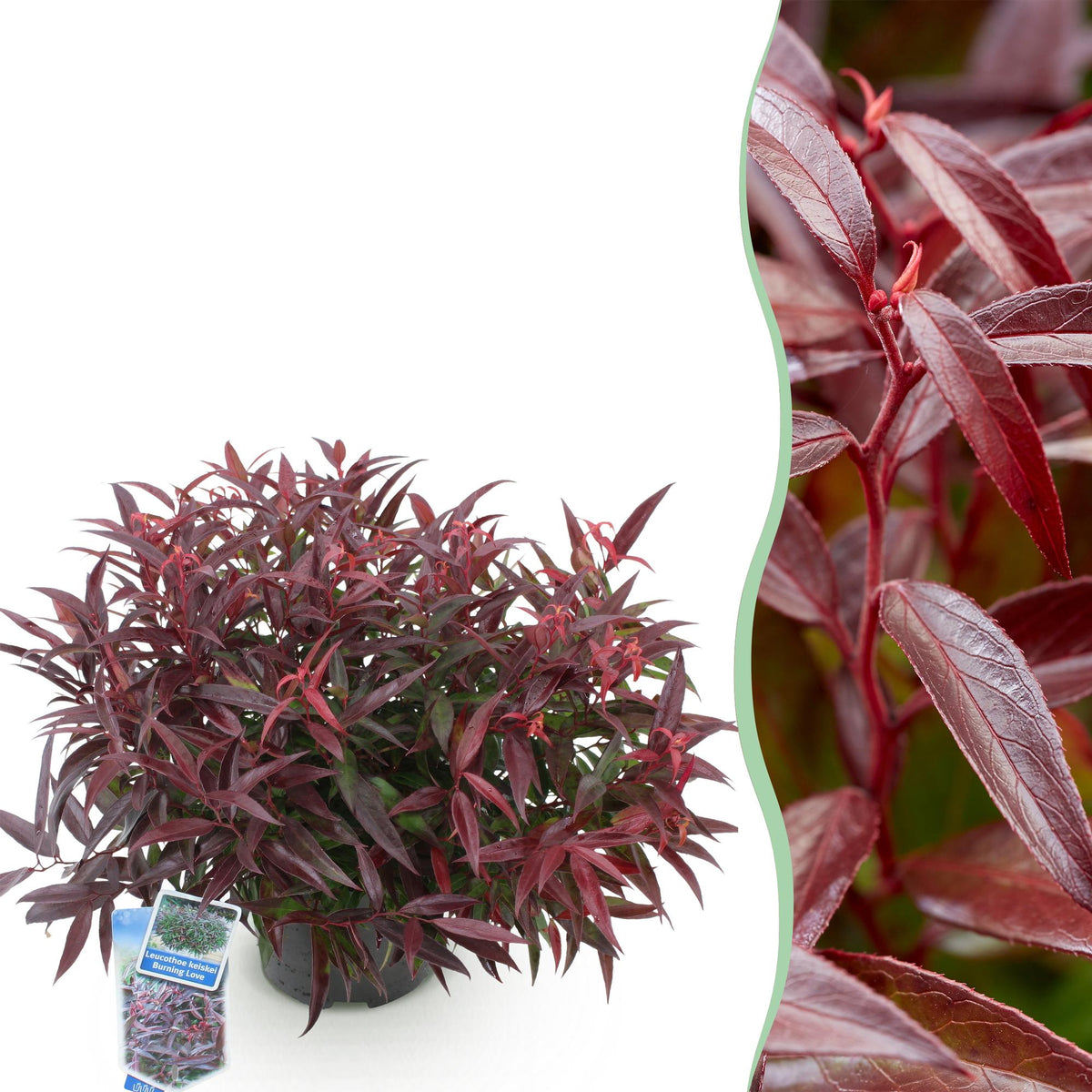 Leucothoe 'Burning Love' – rot – Ø17 cm, 45 cm hoch