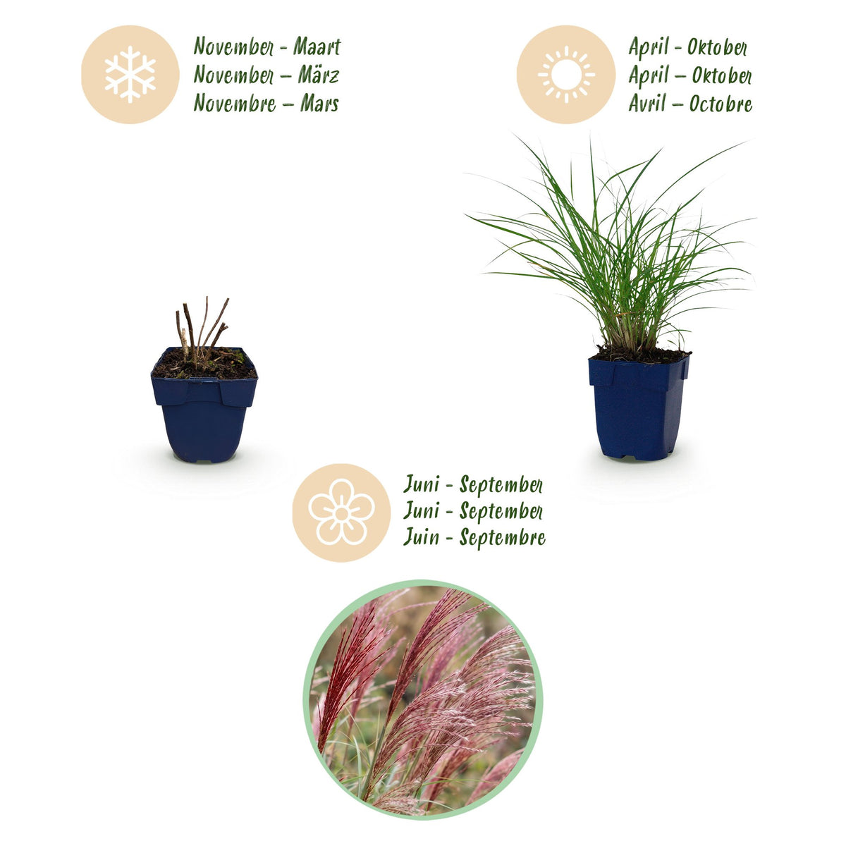 Miscanthus sinensis 'Red Chief' (miscanthus) – Ø11 cm, 15–25 cm de haut – photo 3