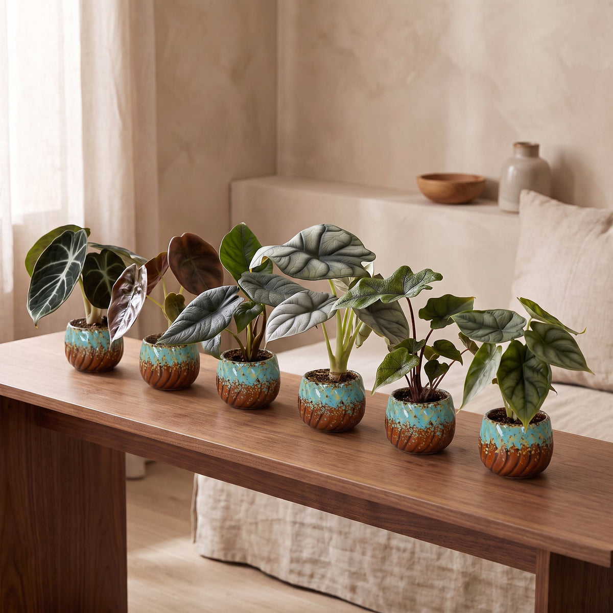 6× bébé Alocasia Famille (oreille d’éléphant) incl. Copper Reef – Ø6 cm, 12 cm de haut