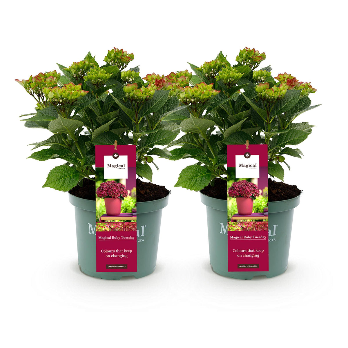 Hydrangea 'Magical Teusday & Saphire' (hortensia) – rood – 2 planten, Ø23 cm, 55 cm hoog