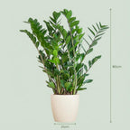 Zamioculcas zamiifolia (Glücksfeder) im weißen Potter-Übertopf – Ø 21 cm, 80 cm hoch