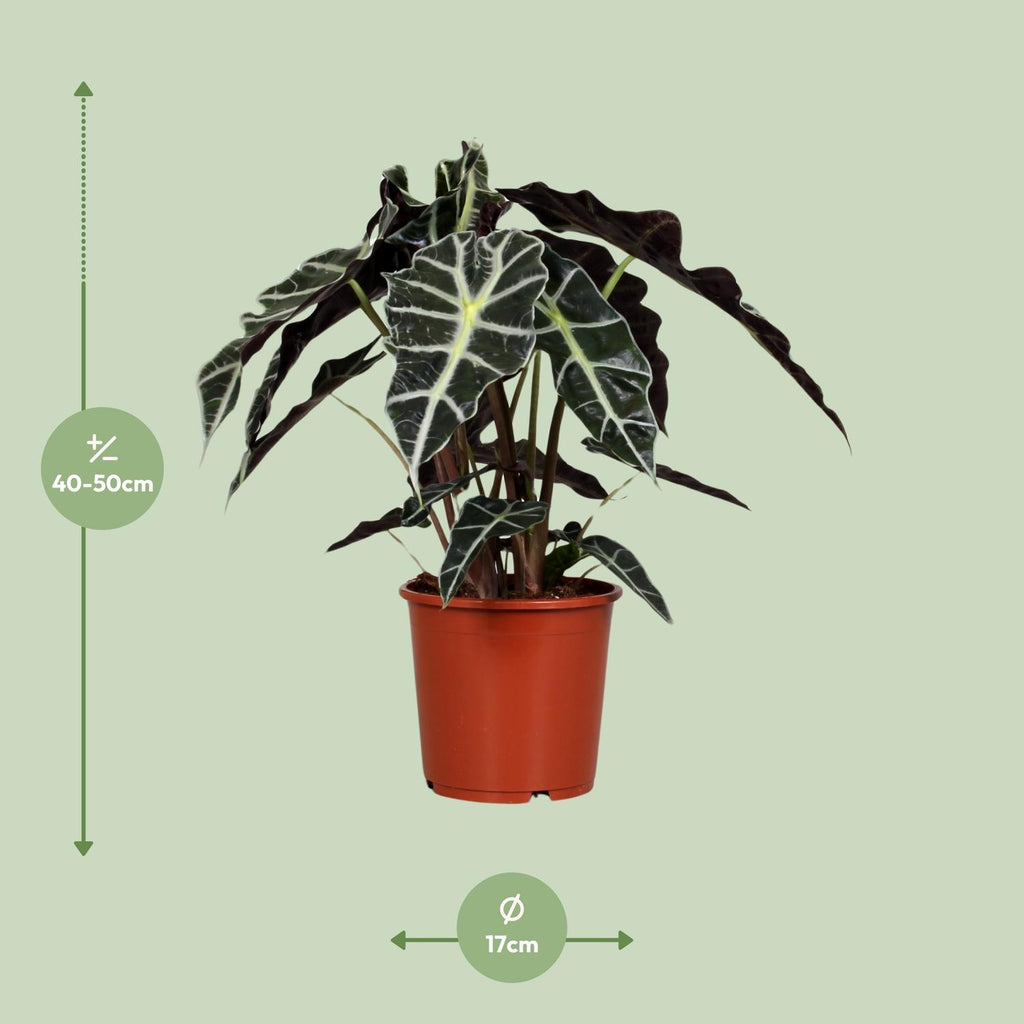 Alocasia Polly (elefantøre) – Ø17 cm, 45 cm høj