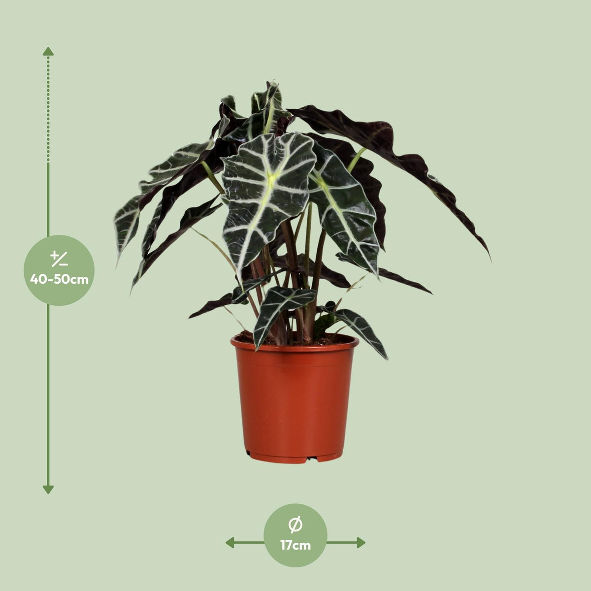 Alocasia Polly (elefantøre) – Ø17 cm, 45 cm høj