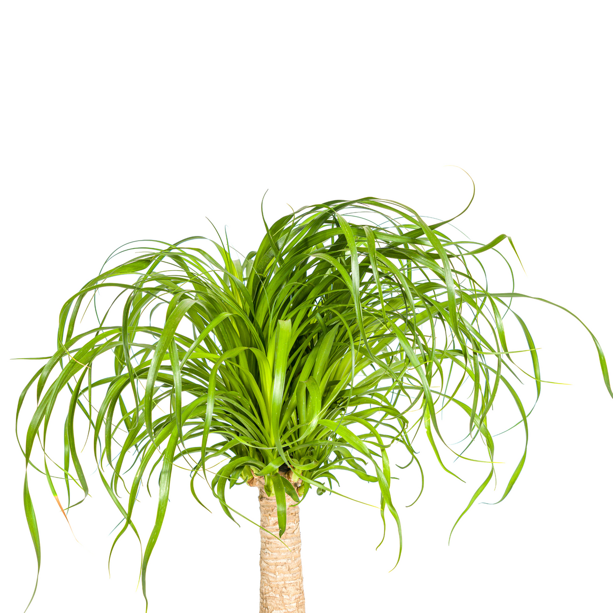 Beaucarnea recurvata Stam (olifantspoot) – Ø21 cm, 60–80 cm hoog