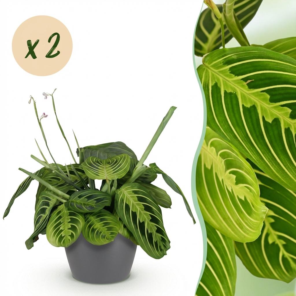 2× Maranta Fascinator Lemon Lime (Gebetsstaude) im grauen Potter-Dekotopf – Ø 12 cm, 25 cm hoch