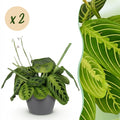 2× Maranta Fascinator Lemon Lime (Gebetsstaude) im grauen Potter-Dekotopf – Ø 12 cm, 25 cm hoch