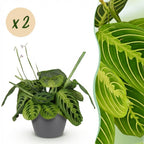 2× Maranta Fascinator Lemon Lime (Gebetsstaude) im grauen Potter-Dekotopf – Ø 12 cm, 25 cm hoch