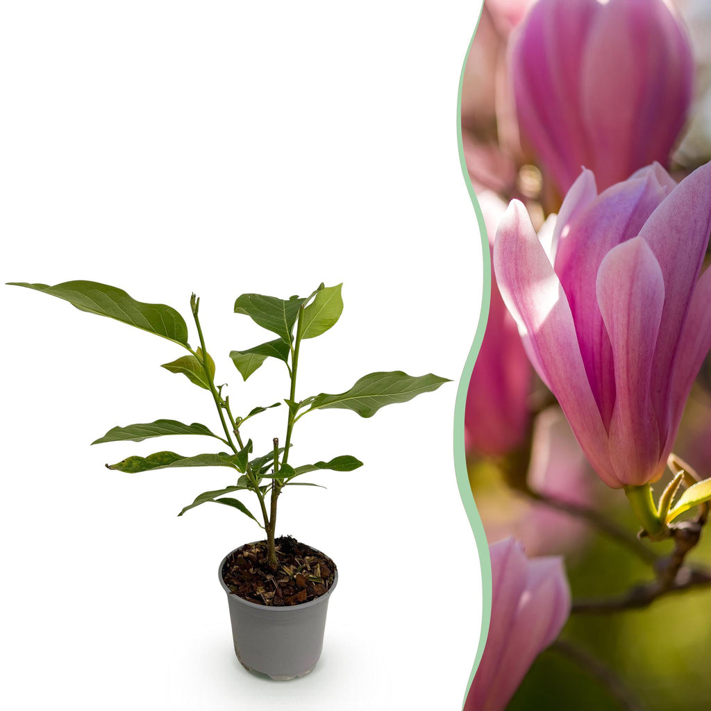 Magnolie 'Heaven Scent' – rosa – Ø12 cm, 30 cm hoch