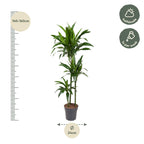 Dracaena Janet Craig (Drachenbaum) – Ø 24 cm, 150 cm hoch