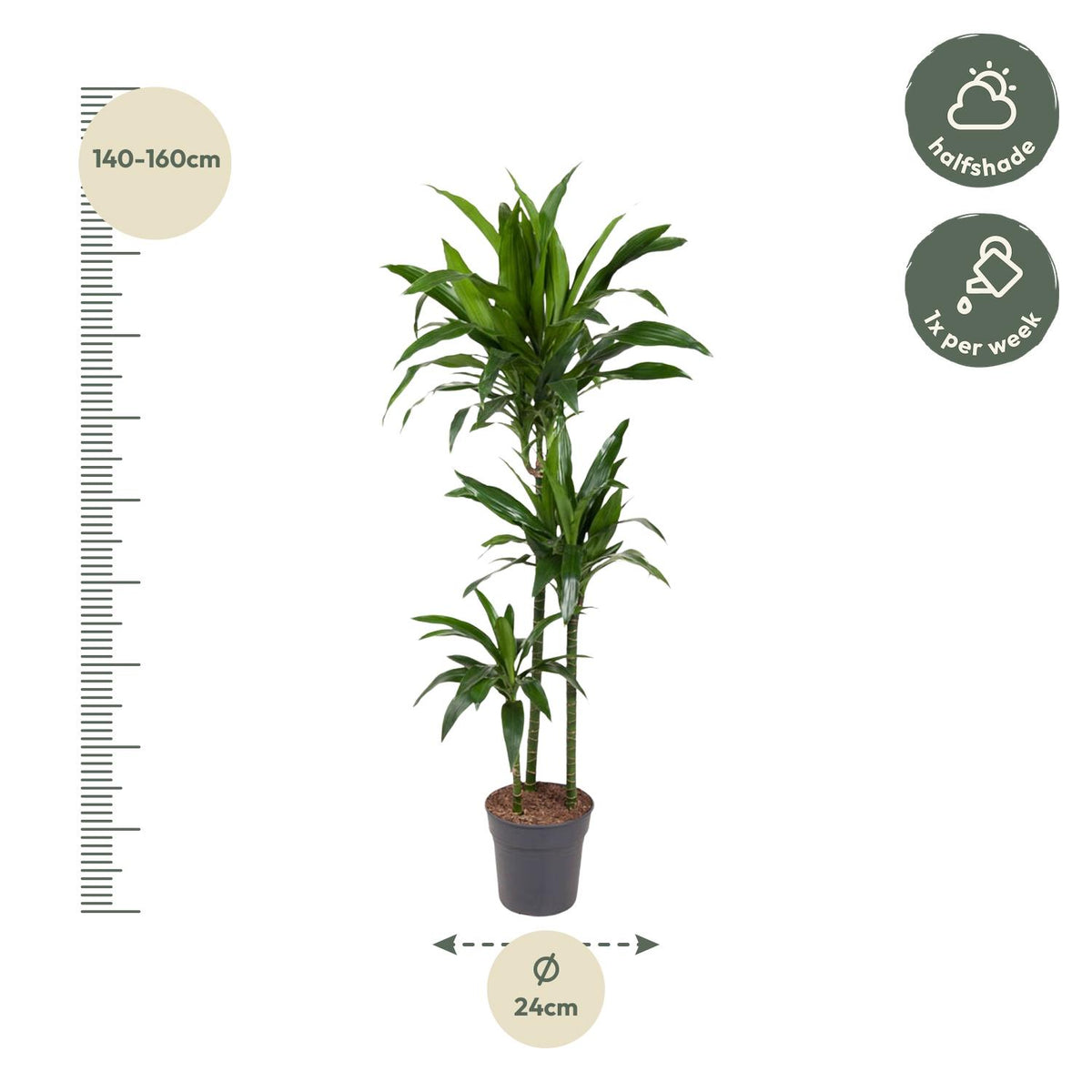 Dracaena Janet Craig (drakenboom) – Ø24 cm, 150 cm hoog