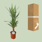 Yucca – Ø21 cm, 90 cm høj