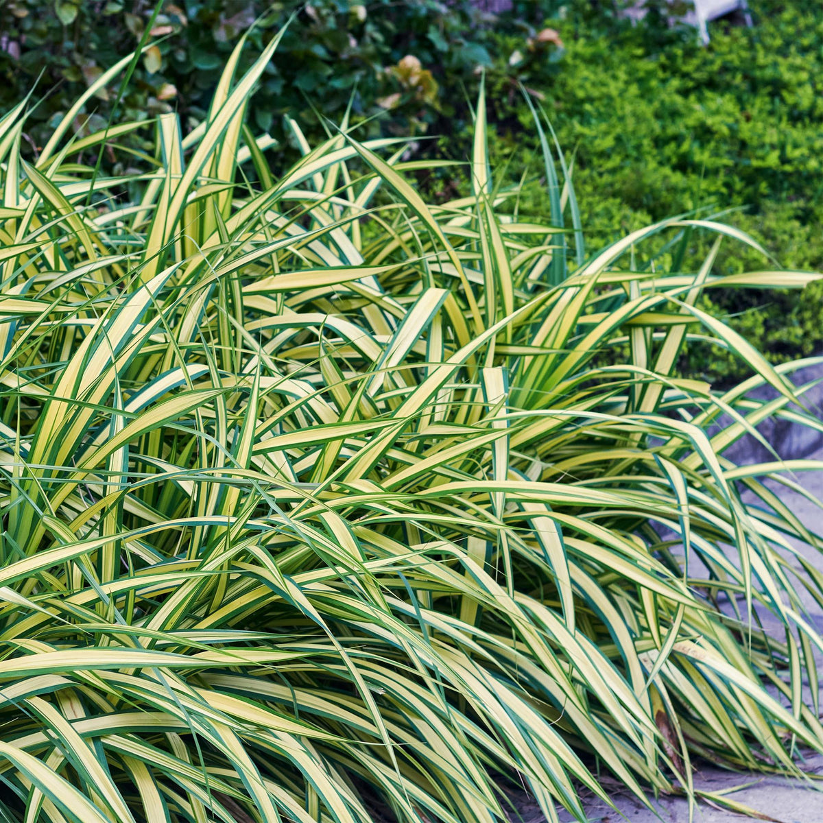 Carex oshimensis 'Evergold' (zegge) – 4 planten, Ø17 cm, 50 cm hoog