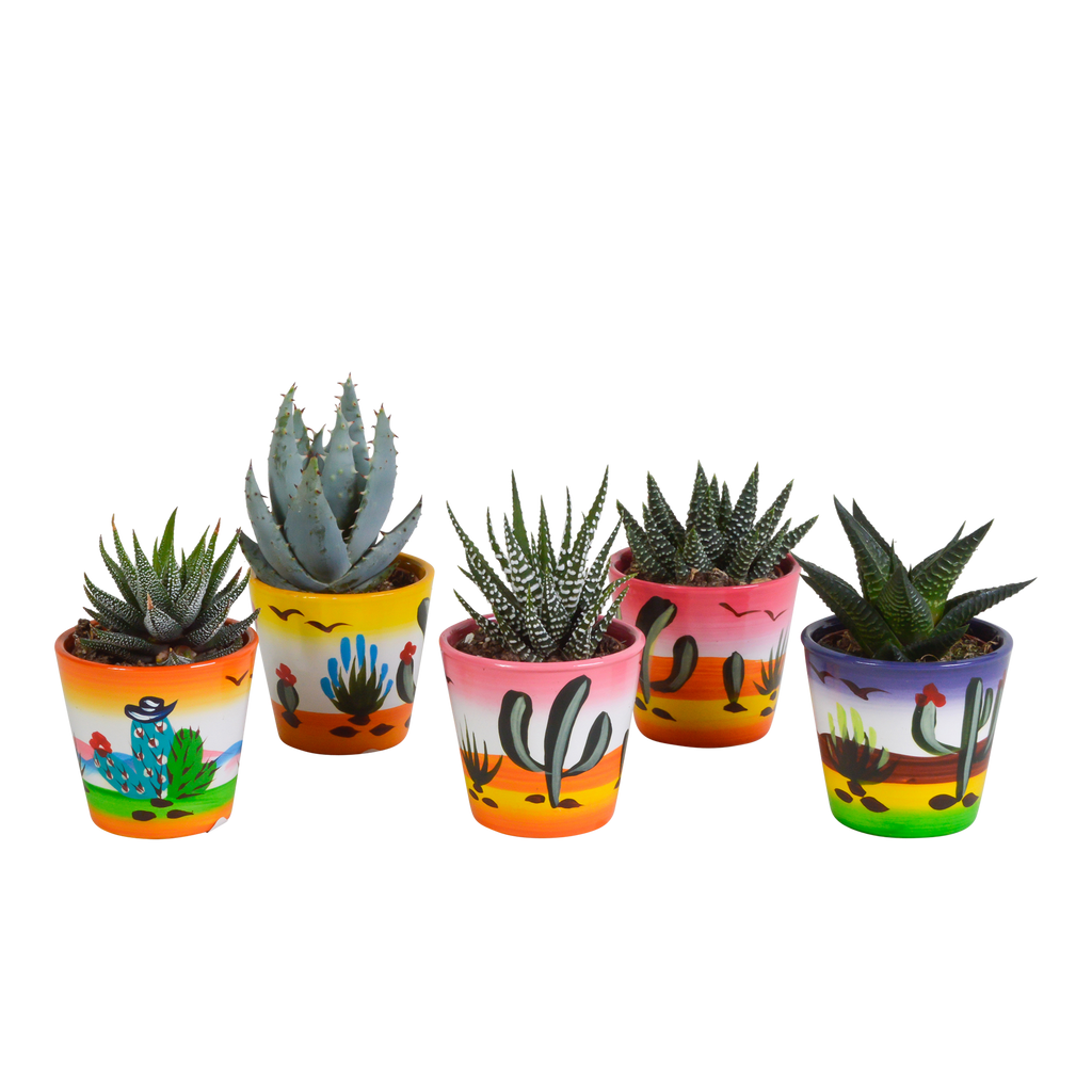 Gasteria/Haworthia mix – Ø6 cm, 13 cm hoog