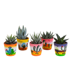 Gasteria/Haworthia mix – Ø6 cm, 13 cm hoog