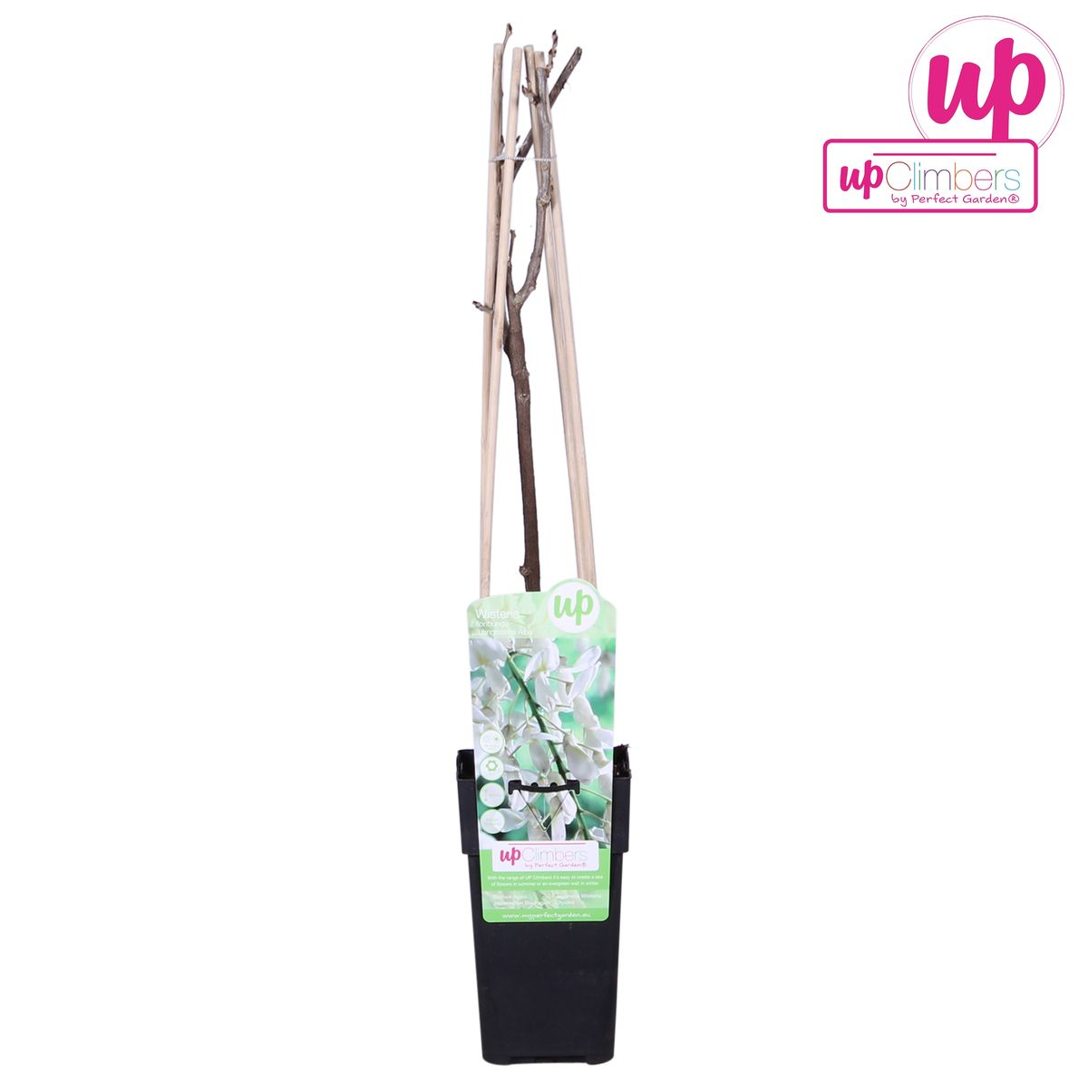 Wisteria floribunda alba (white wisteria) – Ø15 cm, 65 cm high – photo 7