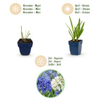 Agapanthus 'Duo' (Afrikanische Lilie) – blau-weiß – 6 Pflanzen, Ø11 cm, 15–25 cm hoch
