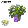 Hydrangea Curly Wurly Blau 9-15 Blütenköpfe (Decorum) (Hortensie) – Ø23 cm, 50 cm hoch