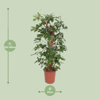 Philodendron Pedatum – Ø27 cm, 130 cm hoog