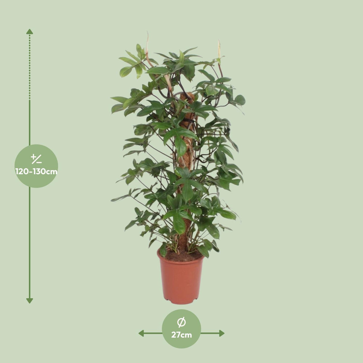 Philodendron Pedatum – Ø27 cm, 130 cm hög