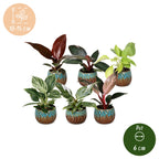 6× Baby Philodendron Family inkl. Copper Reef – Ø6 cm, 10–15 cm høj