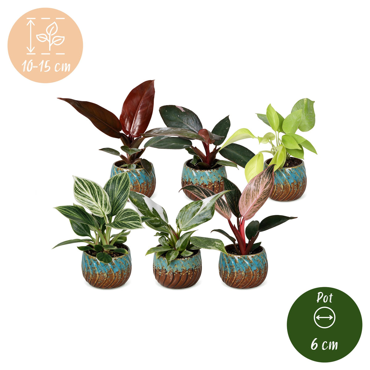 6× Baby Philodendron Family inkl. Copper Reef – Ø6 cm, 10–15 cm høj
