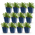 Campanula persicaria 'Duo' (Kärrchen) – blau-weiß – 12 Pflanzen, Ø11 cm, 15–25 cm hoch