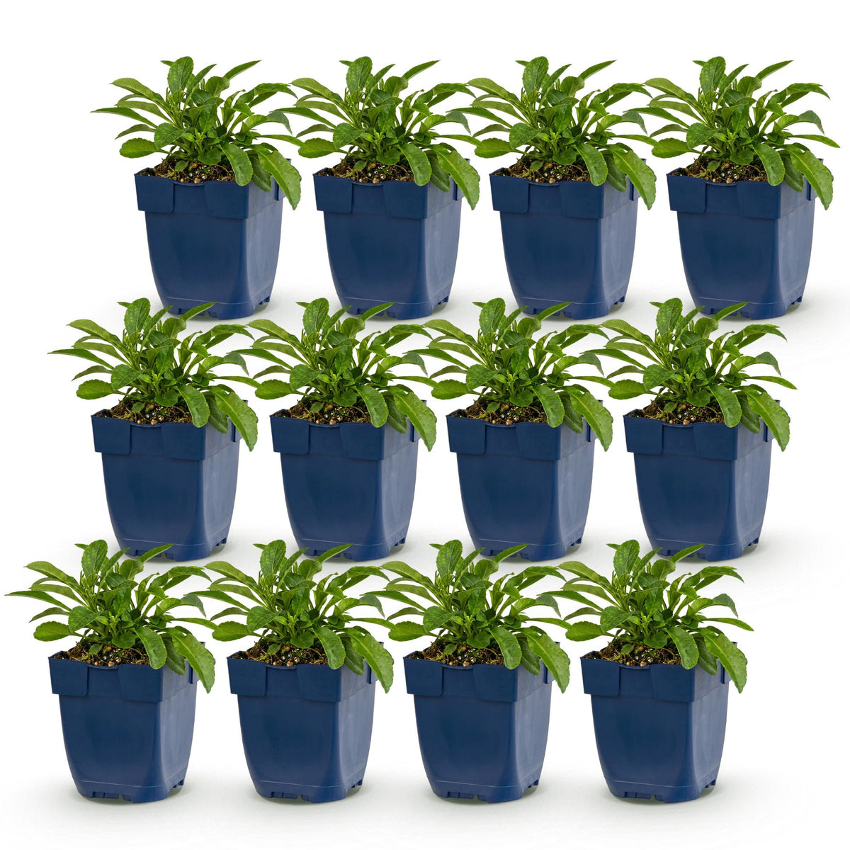 Campanula persicaria 'Duo' (perzikbladklokje) – blauw-wit – 12 planten, Ø11 cm, 15–25 cm hoog