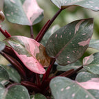 Philodendron Pink Princess Marble – Ø6 cm, 12 cm de haut