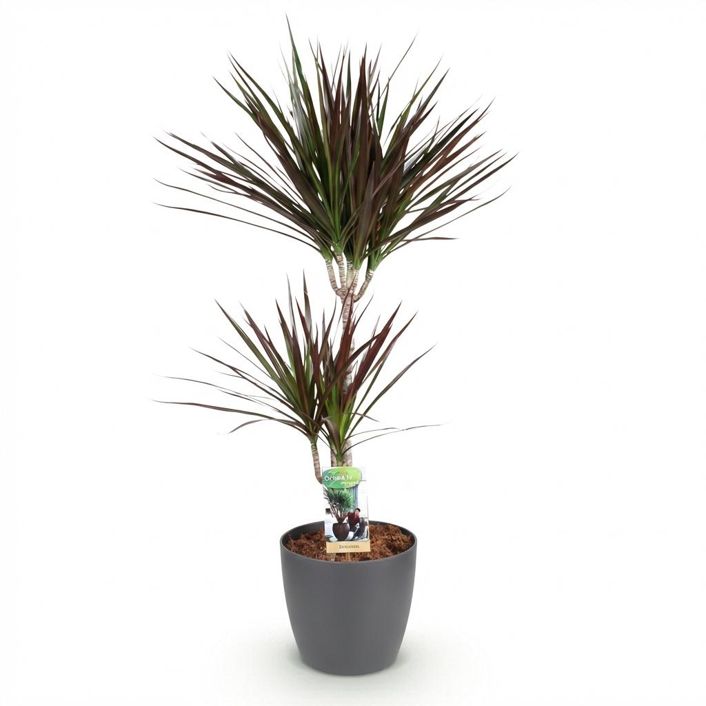 Dracaena Magenta (drakenboom) in Potter-sierpot grijs – Ø21 cm, 90–100 cm hoog