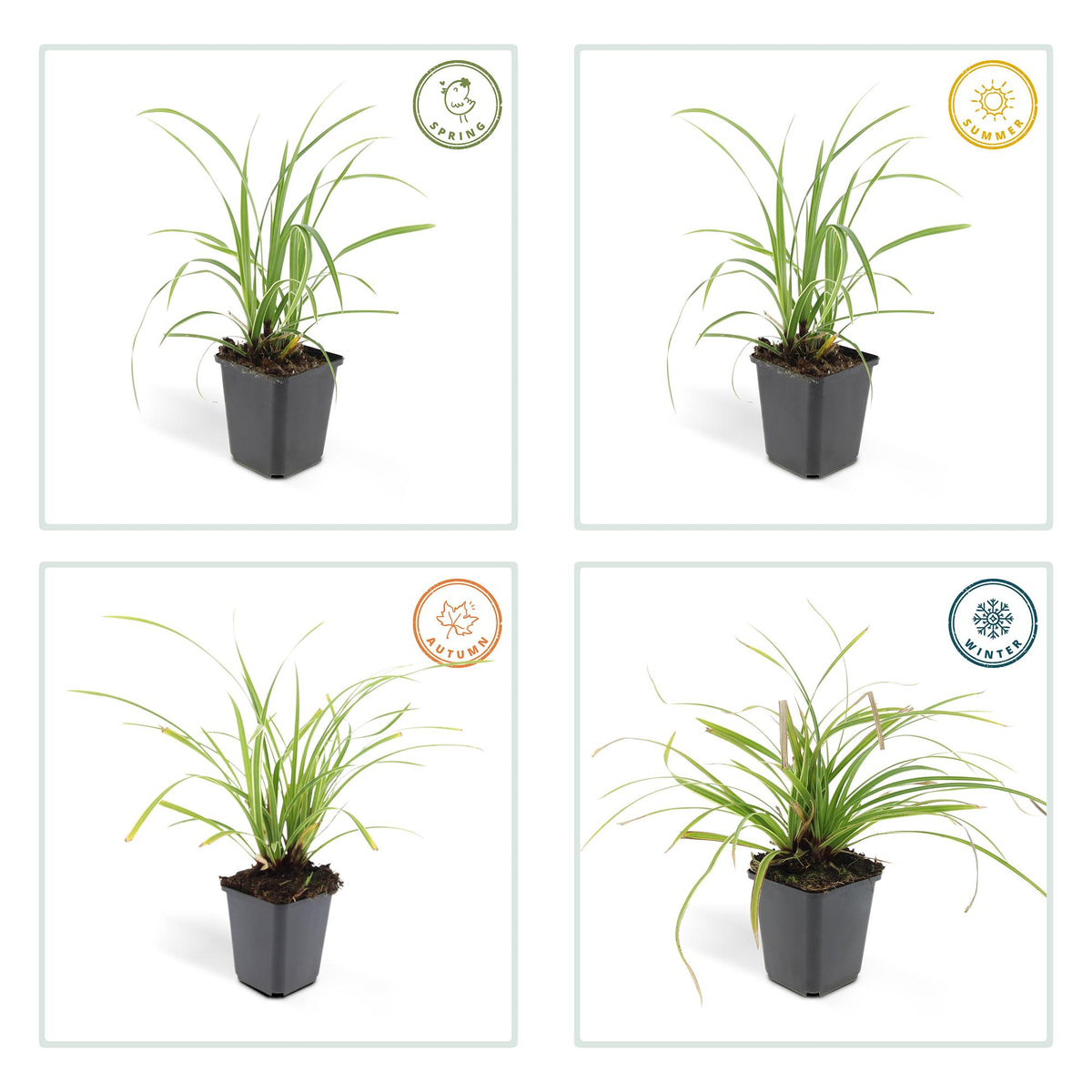 Carex morrowii 'Ice Dance' (Segge) – 6 Pflanzen, Ø9 cm, 10–25 cm hoch – Bild 5