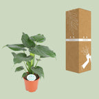 Alocasia Cucullata (oreille d'éléphant) – Ø21 cm, 80 cm de haut