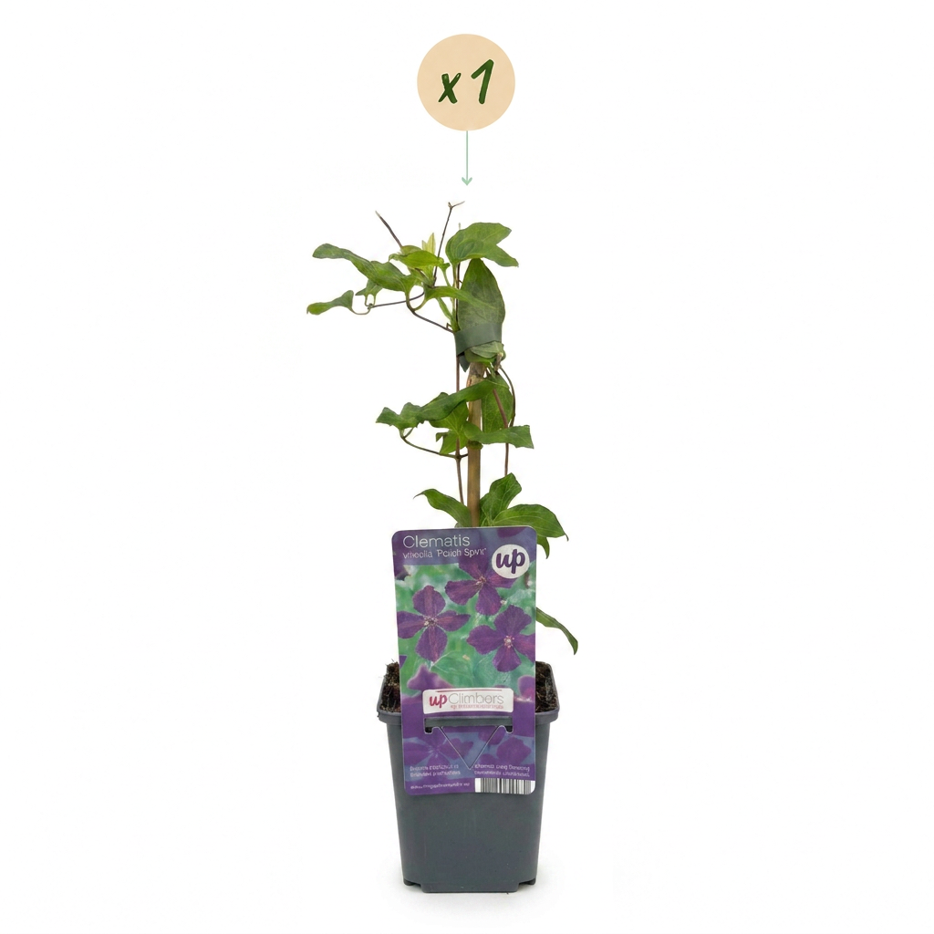 Clematis 'Viticella Polish Spirit' (bosrank) – paars – Ø9 cm, 35 cm hoog