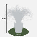 Carex comans 'Frosted Curls' (soft rush) – 6 plants, Ø14 cm, 25 cm high