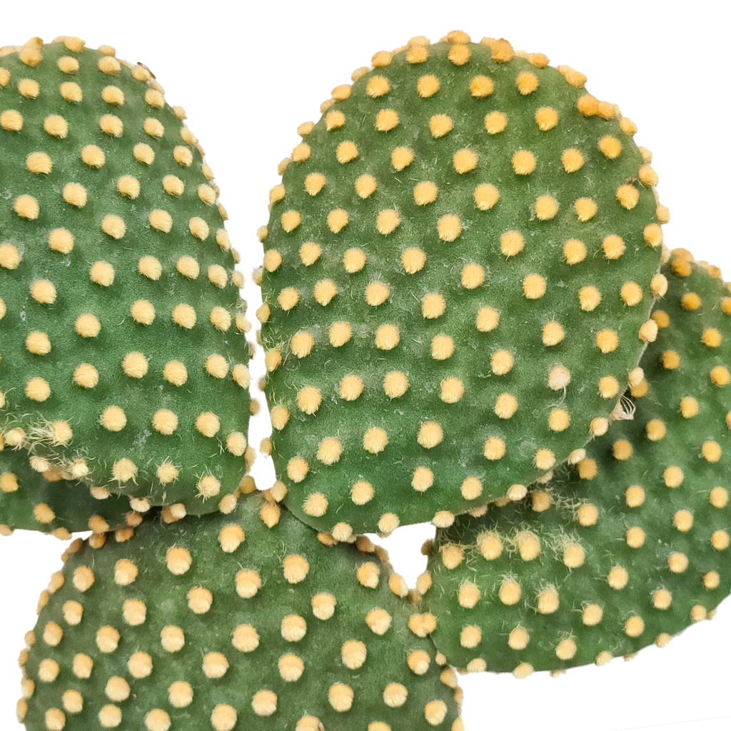 Opuntia microdasys (skivekaktus) uden potteskjulere – Ø17 cm, 17 cm høj