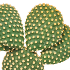 Opuntia microdasys (skivekaktus) uden potteskjulere – Ø17 cm, 17 cm høj