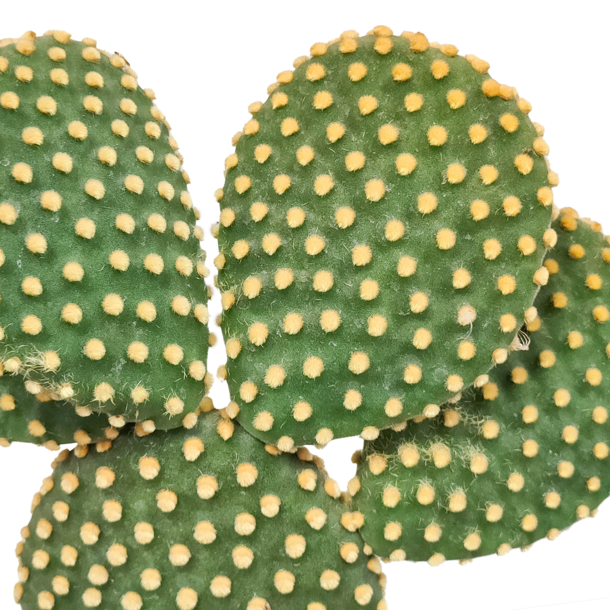 Opuntia microdasys (skivekaktus) uden potteskjulere – Ø17 cm, 17 cm høj