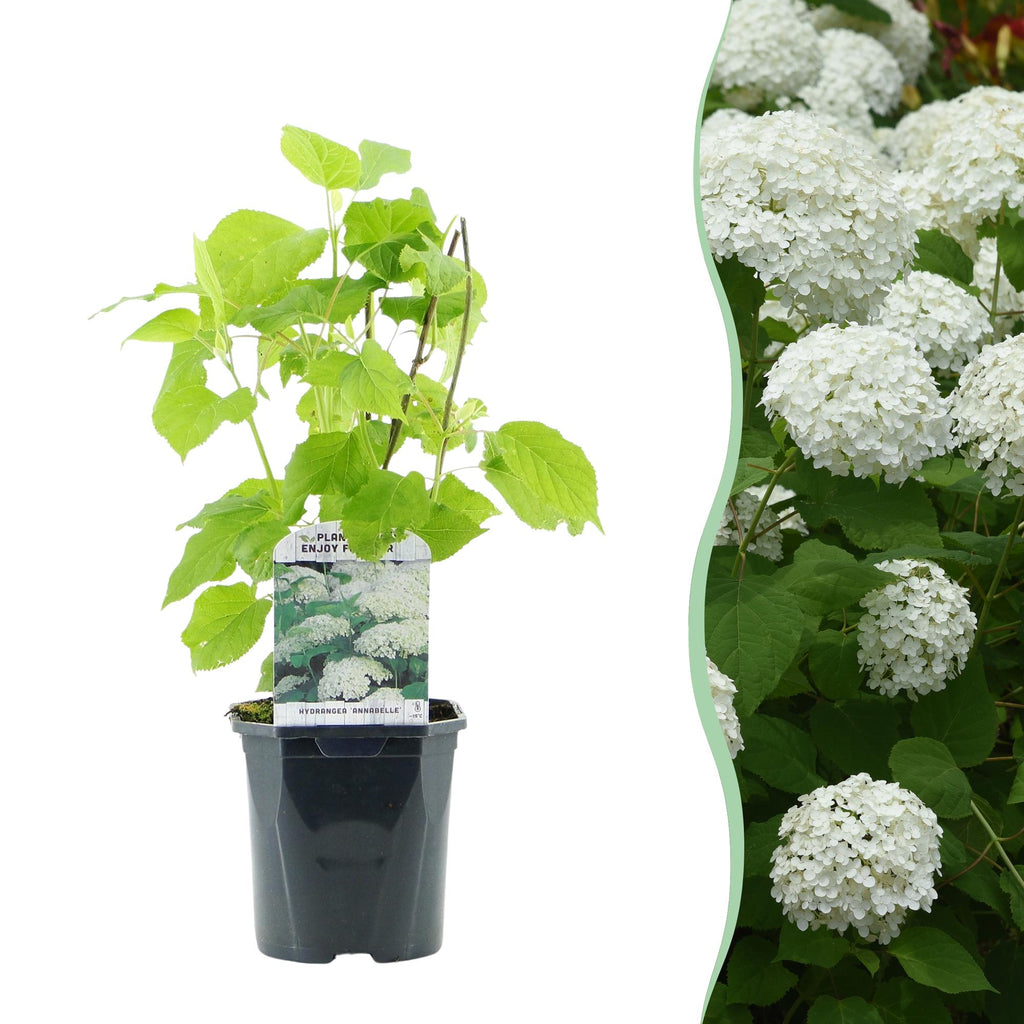 Hydrangea arborescens 'Annabelle' (Rispenhortensie) – weiß – Ø 17 cm, 50 cm hoch