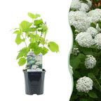 Hydrangea arborescens 'Annabelle' (Rispenhortensie) – weiß – Ø 17 cm, 50 cm hoch