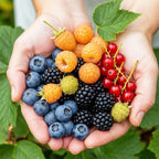 Himbeere (Rubus idaeus) – 8 Pflanzen, Ø9 cm, 35 cm hoch