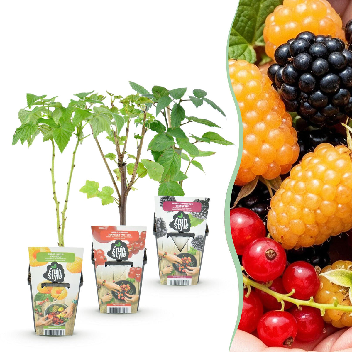 Framboos (Rubus idaeus) – 3 planten, Ø9 cm, 35 cm hoog – foto 2
