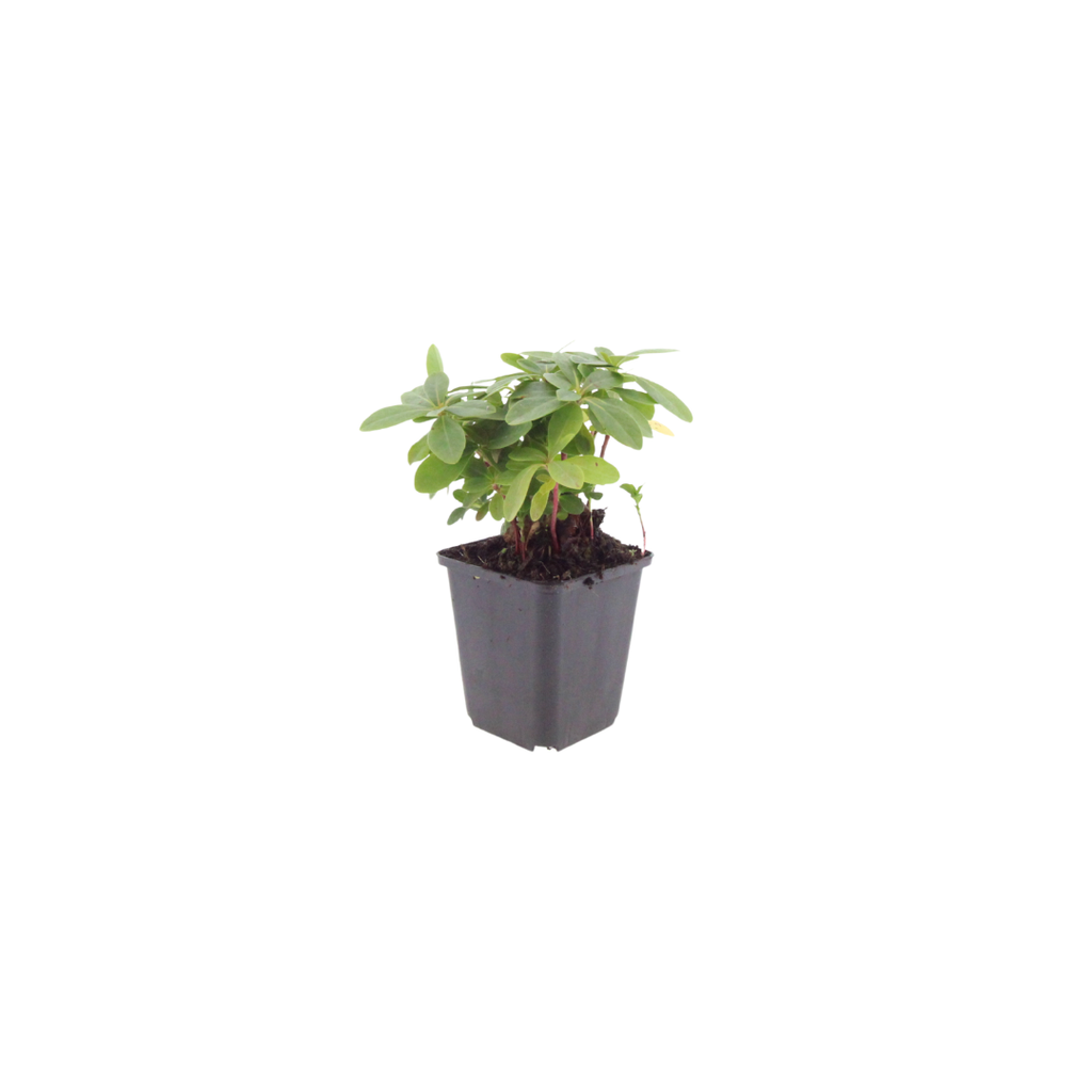 Euphorbia amygdal. 'Robbiae' (Wolfsmilch) – 6 Pflanzen, Ø9 cm, 10–25 cm hoch – Bild 2