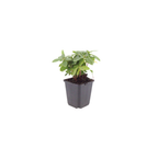 Euphorbia amygdal. 'Robbiae' (Wolfsmilch) – 6 Pflanzen, Ø9 cm, 10–25 cm hoch