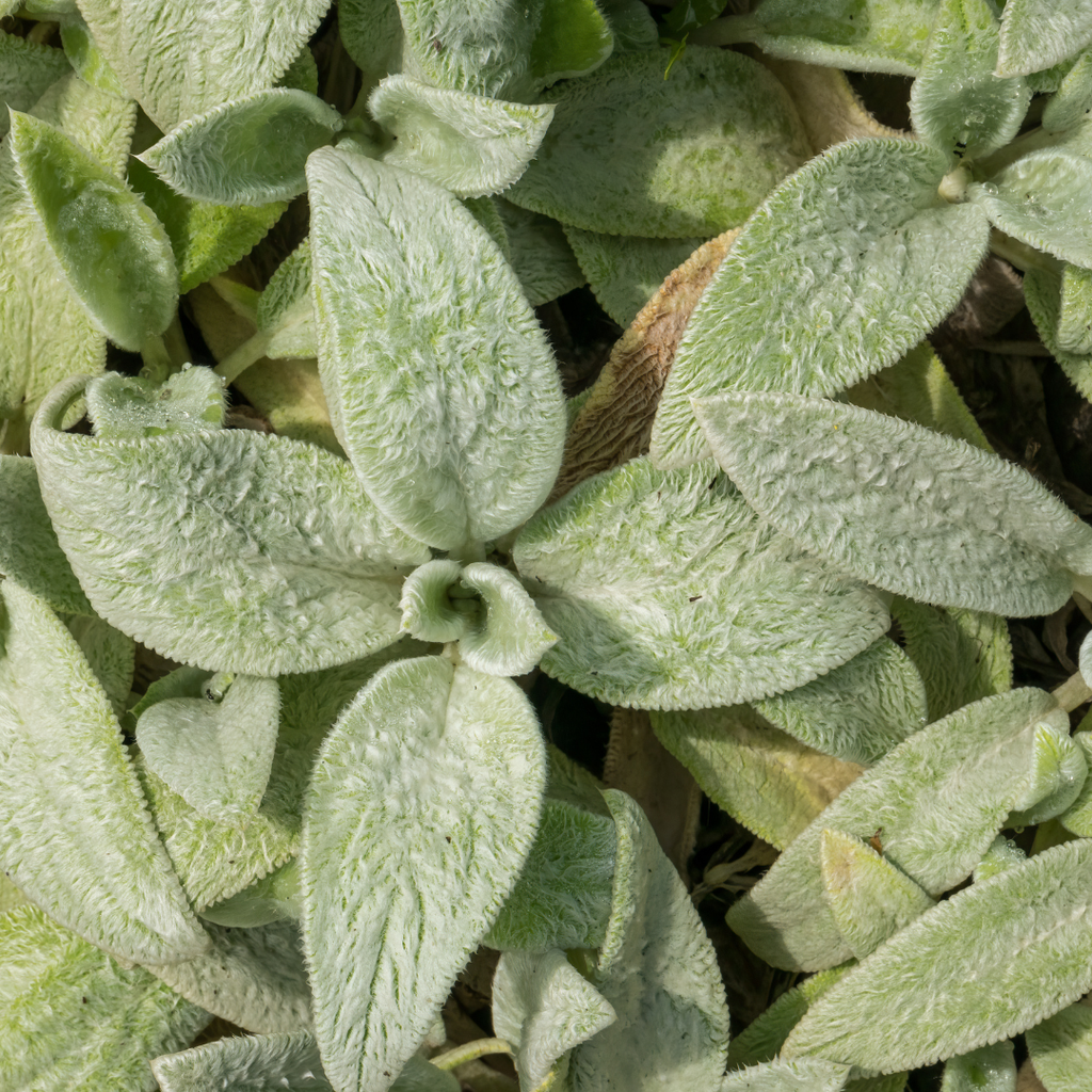 Stachys byzantina 'Silver Carpet' (Eselsohr) – 6 Pflanzen, Ø 9 cm, 10–25 cm hoch – Bild 8