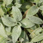 Stachys byzantina 'Silver Carpet' (Eselsohr) – 6 Pflanzen, Ø 9 cm, 10–25 cm hoch