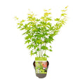 Acer palmatum 'Going Green' (Japanse esdoorn) – Ø15 cm, 30 cm hoog