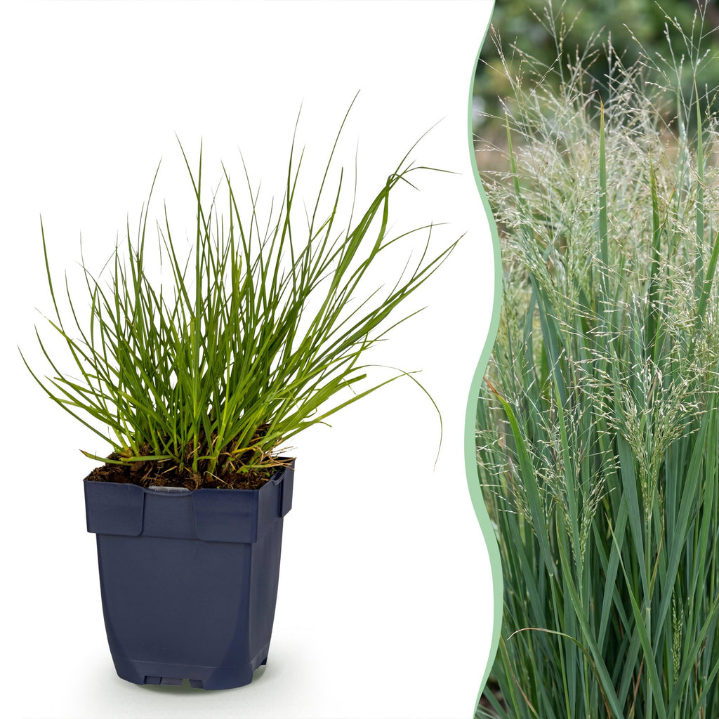 Panicum virg. 'Northwind' (prairiegraan) – 12 planten, Ø11 cm, 15–25 cm hoog